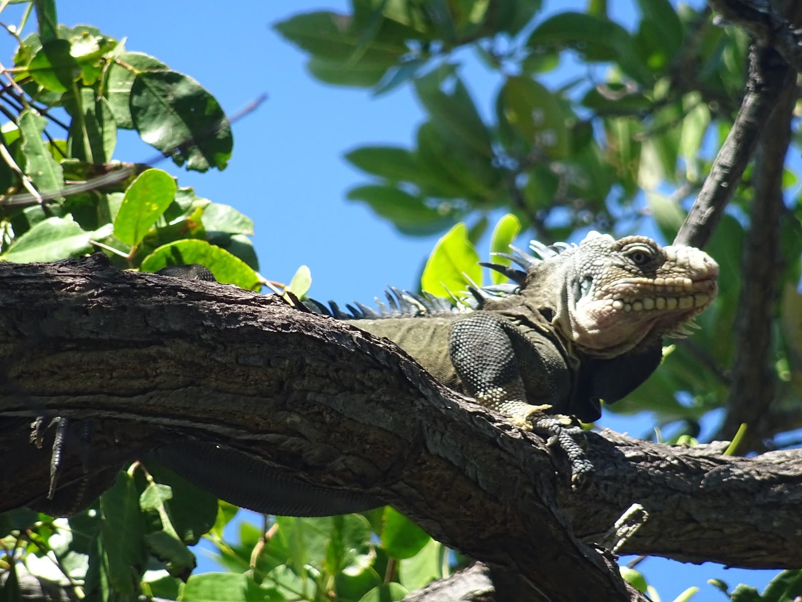 Iguane sur une branche à l’îlet Chancel