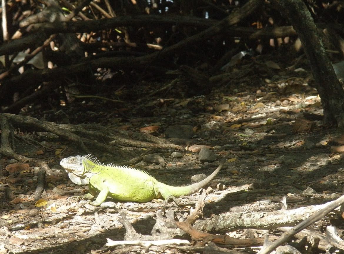 Une rencontre avec un iguane